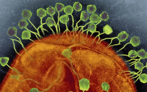 Chồng nhiễm siêu vi khuẩn không thuốc trị, vợ tìm thấy giải độc ở nơi không ngờ-3