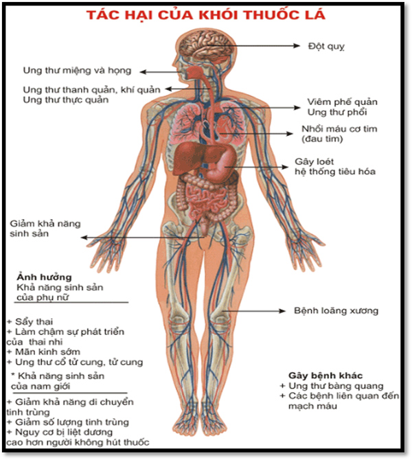 80% trẻ Việt dưới 5 tuổi bị phơi nhiễm khói thuốc lá-2