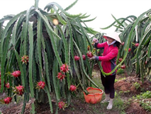 Trung Quốc khát hàng, thế mạnh Việt tăng giá chưa từng có Trung Quốc khát hàng, thế mạnh Việt tăng giá chưa từng có