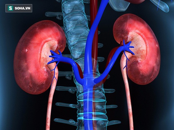 BS cảnh báo: Tỉ lệ mắc bệnh thận mãn tính có xu hướng tăng cao, 4 nhóm người nên đi khám-2