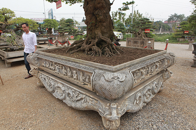 Cây khế khủng sai trĩu quả, trả 1,6 tỷ đồng không bán-8