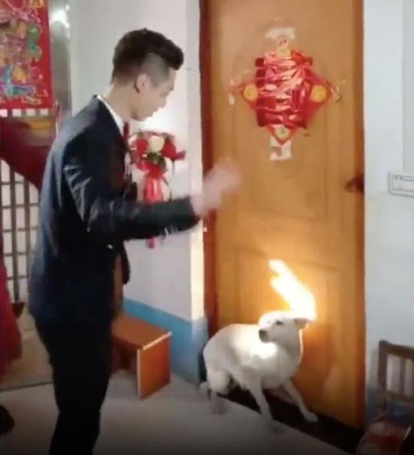 Chú rể số đen, chật vật không thể vào phòng đón dâu chỉ vì một chú chó-1