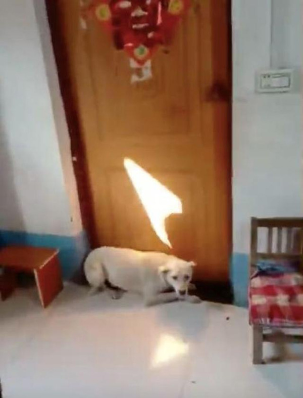 Chú rể số đen, chật vật không thể vào phòng đón dâu chỉ vì một chú chó-2