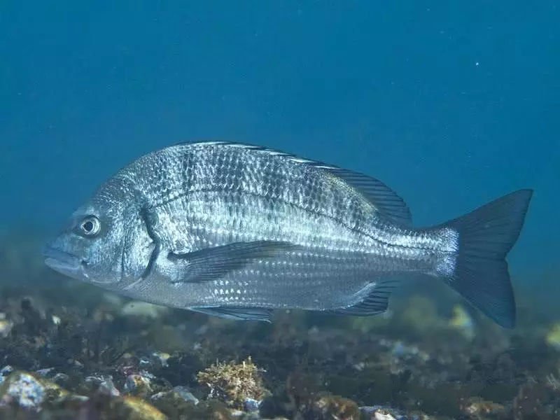 Loài cá biển có ở Việt Nam được bán với giá 1 triệu nửa kg ở Trung Quốc-2