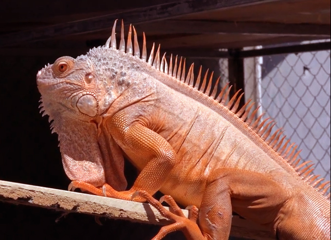 Trai 97 nuôi cả trăm con quái vật thú cưng rồng Nam Mỹ ở An Giang-1