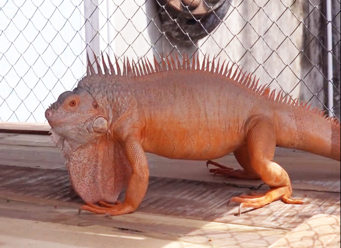 Trai 97 nuôi cả trăm con quái vật thú cưng rồng Nam Mỹ ở An Giang-4