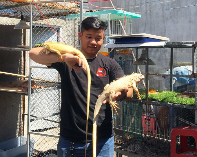 Trai 97 nuôi cả trăm con quái vật thú cưng rồng Nam Mỹ ở An Giang-5