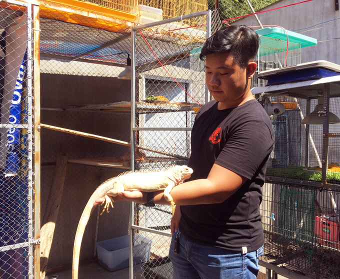 Trai 97 nuôi cả trăm con quái vật thú cưng rồng Nam Mỹ ở An Giang-7