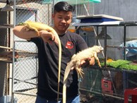 Trai 97 nuôi cả trăm con 'quái vật' thú cưng rồng Nam Mỹ ở An Giang