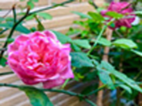 Con lấy đại gia không biếu mẹ một đồng chữa bệnh, ai ngờ sự thật chua xót phía sau-3