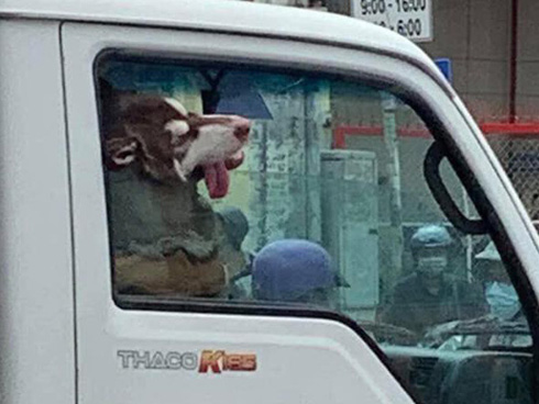 Cậu bé hồn nhiên chiếm dụng chuồng của chú chó đáng thương, nhưng đây mới là điều khiến dân mạng cười muốn té ghế-3