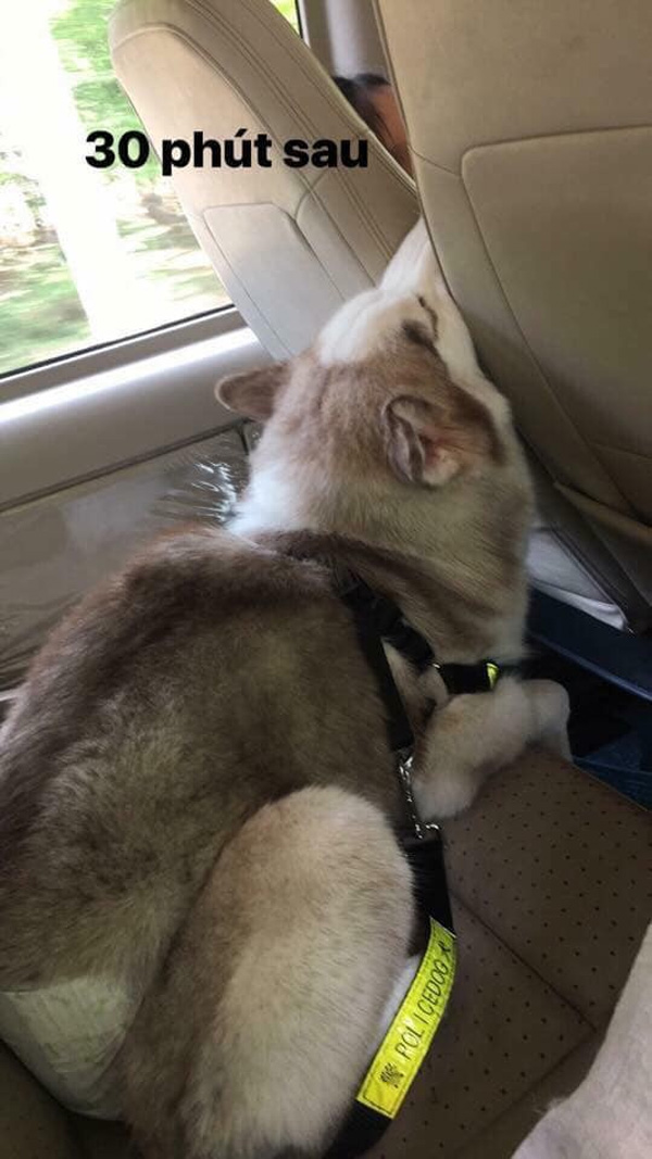 Hình ảnh chú chó say xe, thò đầu qua cửa sổ khiến người đi đường phải ngoái lại nhìn-4