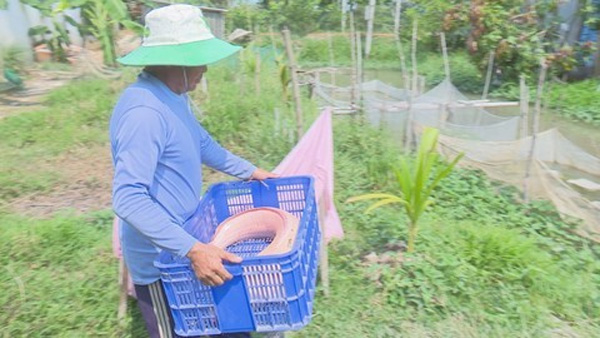 Bắt được cá trê gần 10 kg toàn thân màu trắng-1