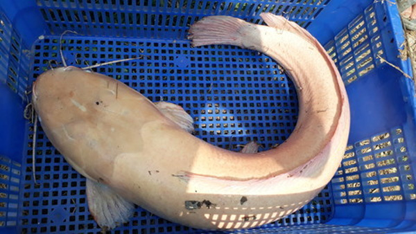 Bắt được cá trê gần 10 kg toàn thân màu trắng-2