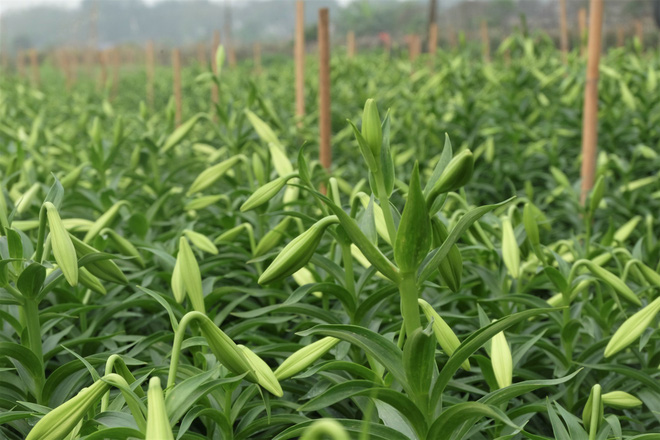 Loài hoa hái ra tiền bỗng dưng mất tích ở thủ phủ hoa Tây Tựu?-1