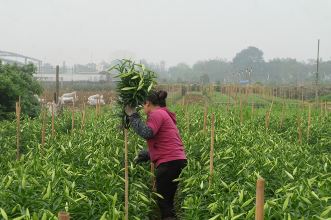 Loài hoa hái ra tiền bỗng dưng mất tích ở thủ phủ hoa Tây Tựu?-2