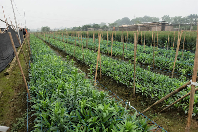 Loài hoa hái ra tiền bỗng dưng mất tích ở thủ phủ hoa Tây Tựu?-3