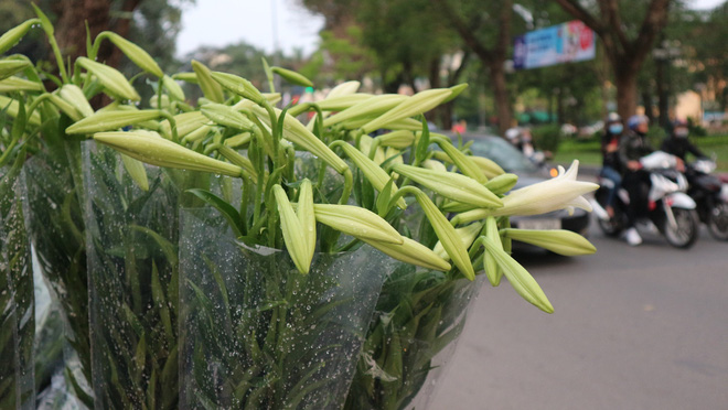Loài hoa hái ra tiền bỗng dưng mất tích ở thủ phủ hoa Tây Tựu?-11
