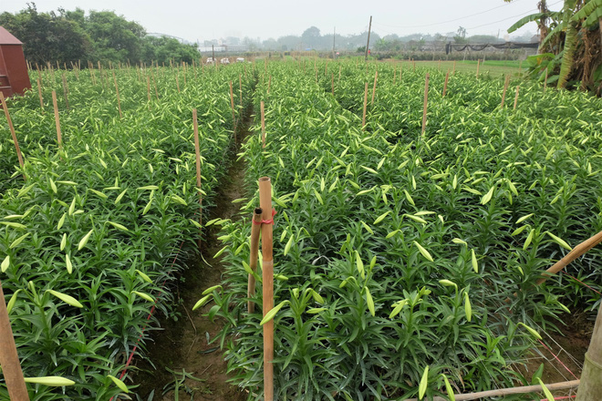 Loài hoa hái ra tiền bỗng dưng mất tích ở thủ phủ hoa Tây Tựu?-4