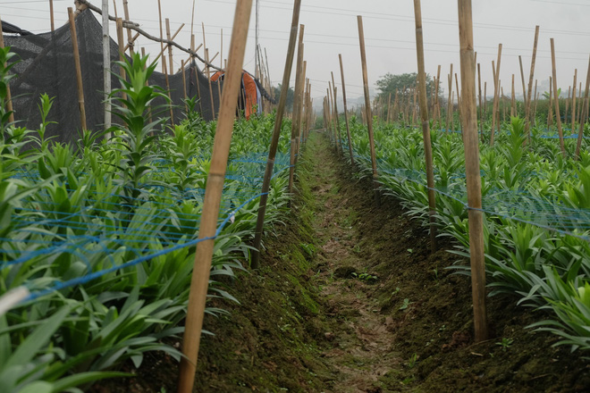 Loài hoa hái ra tiền bỗng dưng mất tích ở thủ phủ hoa Tây Tựu?-5