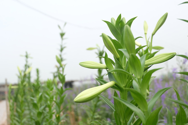 Loài hoa hái ra tiền bỗng dưng mất tích ở thủ phủ hoa Tây Tựu?-6