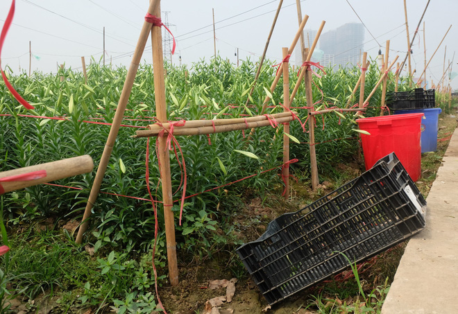 Loài hoa hái ra tiền bỗng dưng mất tích ở thủ phủ hoa Tây Tựu?-7