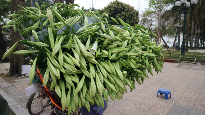 Loài hoa hái ra tiền bỗng dưng mất tích ở thủ phủ hoa Tây Tựu?-8