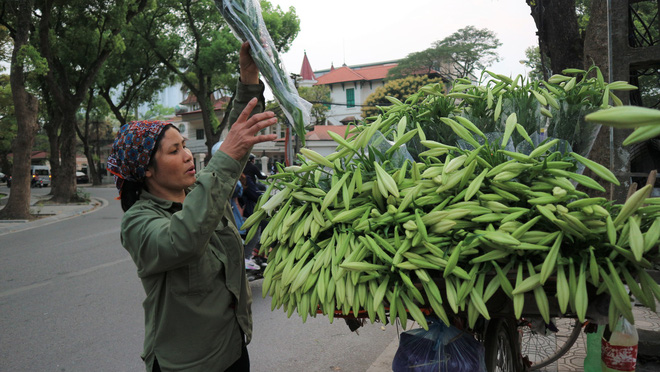 Loài hoa hái ra tiền bỗng dưng mất tích ở thủ phủ hoa Tây Tựu?-9
