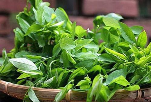 Rau ngót vẫn ăn hàng ngày nhưng có những tác hại thót tim không ai ngờ tới-1