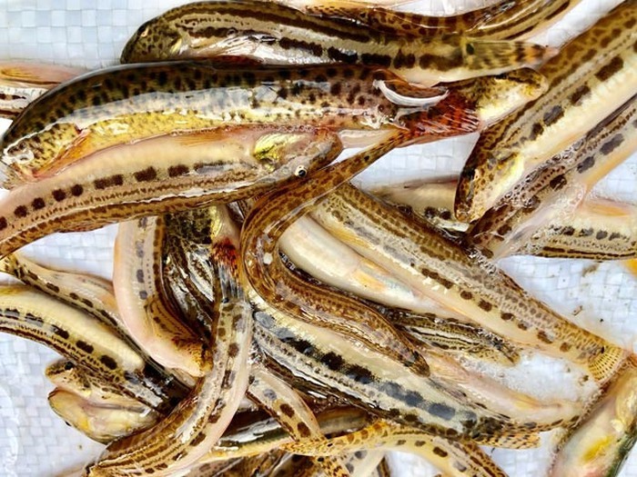 Tứ độc đặc sản cá cực hiếm ở miền núi, có tiền cũng khó mua-10