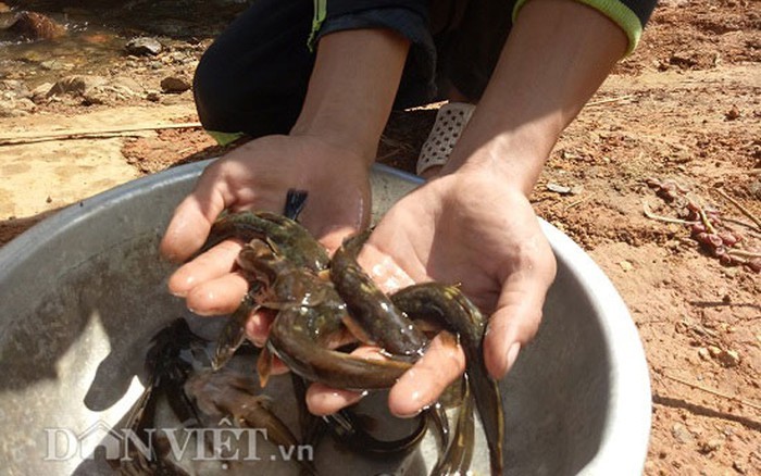 Tứ độc đặc sản cá cực hiếm ở miền núi, có tiền cũng khó mua-14