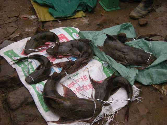 Tứ độc đặc sản cá cực hiếm ở miền núi, có tiền cũng khó mua-2