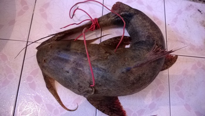 Tứ độc đặc sản cá cực hiếm ở miền núi, có tiền cũng khó mua-4