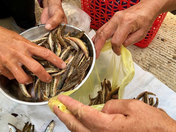 Tứ độc đặc sản cá cực hiếm ở miền núi, có tiền cũng khó mua-8