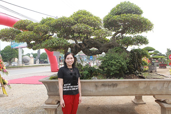 Duối cổ rồng bay phượng múa giá 2 tỷ mê hoặc giới chơi cây-11