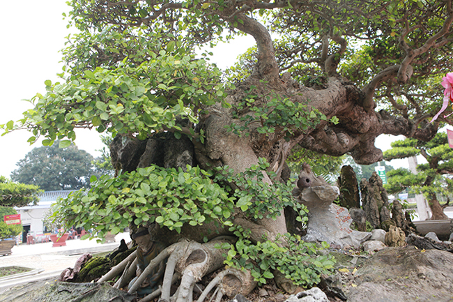 Duối cổ rồng bay phượng múa giá 2 tỷ mê hoặc giới chơi cây-4