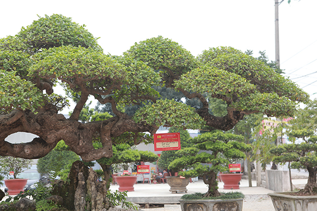 Duối cổ rồng bay phượng múa giá 2 tỷ mê hoặc giới chơi cây-5