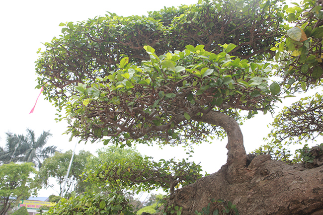 Duối cổ rồng bay phượng múa giá 2 tỷ mê hoặc giới chơi cây-8