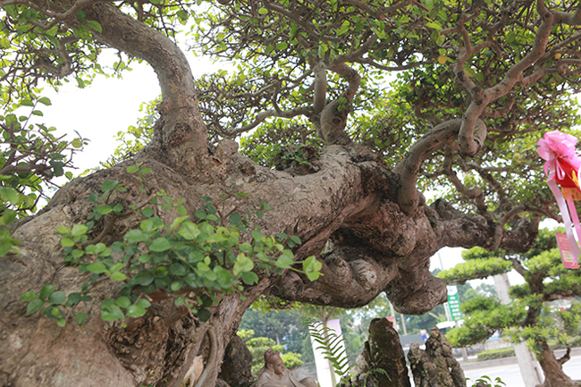 Duối cổ rồng bay phượng múa giá 2 tỷ mê hoặc giới chơi cây-9