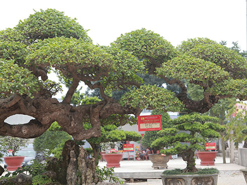 Cây hoa sữa có dáng giống voi của Bà Triệu, khách trả 6 tỷ không bán-16