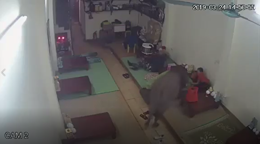 Clip hy hữu: Chú trâu con bất ngờ ghé thăm lúc cả nhà đang ngủ, giương sừng non dọa từng người rồi bỏ ra đường chơi tiếp-1