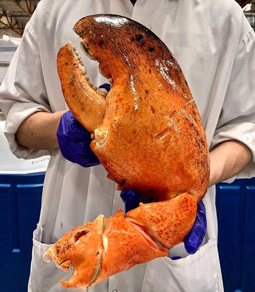 Chiếc càng tôm hùm khổng lồ: Giá 1 triệu cả nhà ăn đủ-3