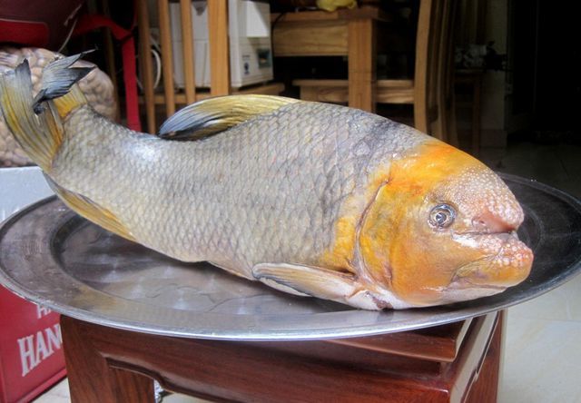 5 loài cá cực hiếm được ví là ngũ quý hà thủy, có tiền cũng khó mua-1