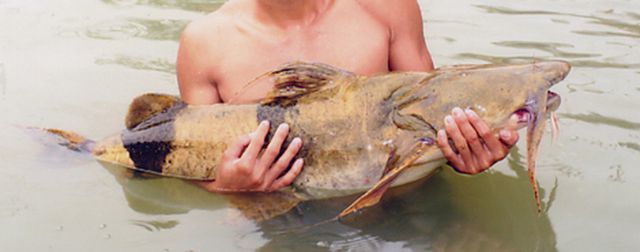 5 loài cá cực hiếm được ví là ngũ quý hà thủy, có tiền cũng khó mua-5