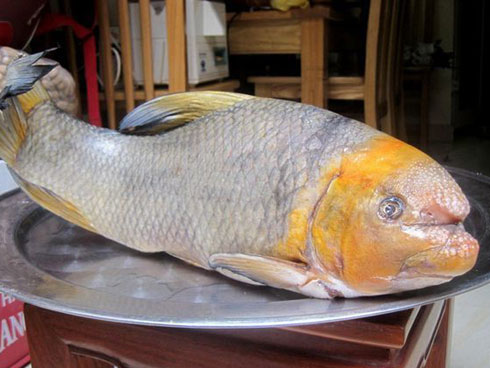 Tóm được siêu cá sấu hỏa tiễn cổ đại, xuất hiện là dậy sóng-4