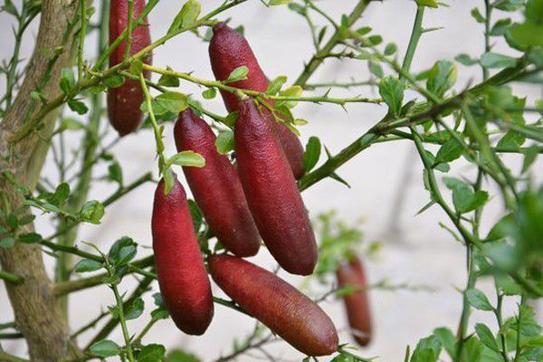 Quả chanh tý hon chứa cả ngàn hạt trứng cá long lanh, giá đắt gấp 100 lần-1