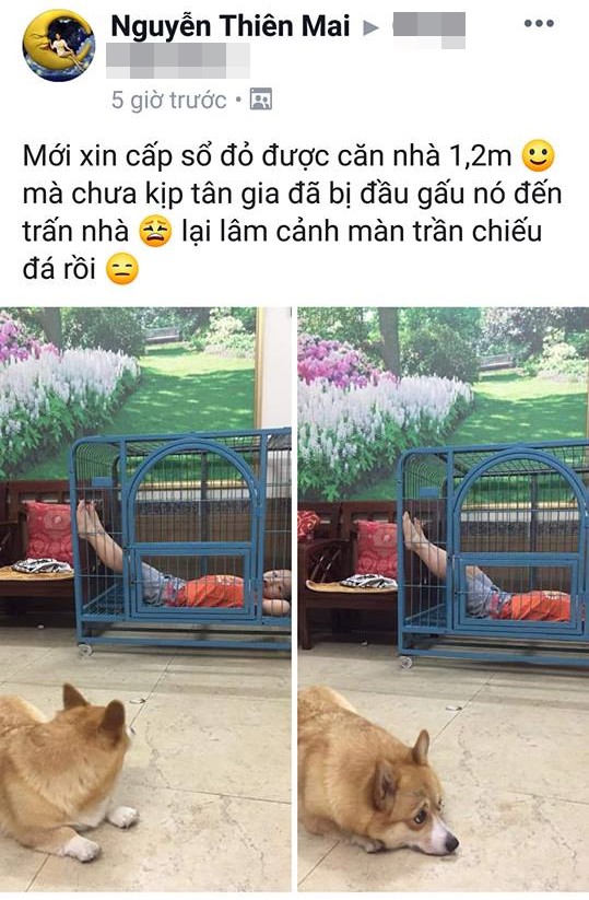 Cậu bé hồn nhiên chiếm dụng chuồng của chú chó đáng thương, nhưng đây mới là điều khiến dân mạng cười muốn té ghế-2