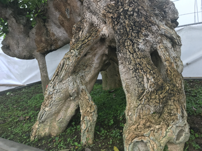 Cây hoa sữa có dáng giống voi của Bà Triệu, khách trả 6 tỷ không bán-11