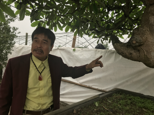 Cây hoa sữa có dáng giống voi của Bà Triệu, khách trả 6 tỷ không bán-12