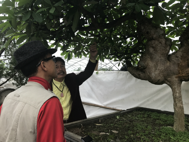 Cây hoa sữa có dáng giống voi của Bà Triệu, khách trả 6 tỷ không bán-13